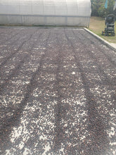 Load image into Gallery viewer, 65-Bourbon Natural「Finca El Beneficio 」Honduras-Santiago Puringla , La Paz -Year 2024 -