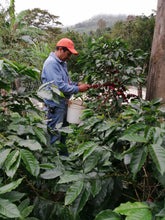 Load image into Gallery viewer, 13% OFF。54-CATIMOR「愛麗絲莊園」宏都拉斯-Santiago Puringla -2023 年- Catimor 水洗