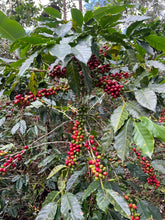 Load image into Gallery viewer, 19% OFF。59-POZO NEGRO NATURAL「愛麗絲莊園」宏都拉斯-Pozo Negro Montecillos-2023 年- Catuai / IHCAFE 90 日曬