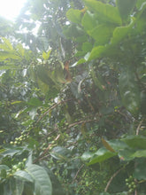Load image into Gallery viewer, AZACUALPA SHG「愛麗絲莊園」宏都拉斯-Selguapa, Montecillos -2023 年- IHCAFE90/ Catuai 水洗