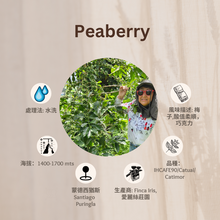 Load image into Gallery viewer, PEABERRY「愛麗絲莊園」宏都拉斯-Santiago Puringla -2023 年- Peaberry 圓豆 水洗