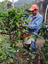 Load image into Gallery viewer, 13% OFF。54-CATIMOR「愛麗絲莊園」宏都拉斯-Santiago Puringla -2023 年- Catimor 水洗