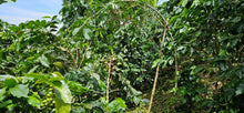 Load image into Gallery viewer, PEABERRY「愛麗絲莊園」宏都拉斯-Santiago Puringla -2023 年- Peaberry 圓豆 水洗