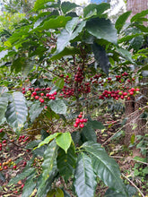 Load image into Gallery viewer, 19% OFF。59-POZO NEGRO NATURAL「愛麗絲莊園」宏都拉斯-Pozo Negro Montecillos-2023 年- Catuai / IHCAFE 90 日曬