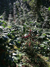 Load image into Gallery viewer, 13% OFF。54-CATIMOR「愛麗絲莊園」宏都拉斯-Santiago Puringla -2023 年- Catimor 水洗