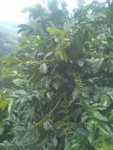 Load image into Gallery viewer, PEABERRY「愛麗絲莊園」宏都拉斯-Santiago Puringla -2023 年- Peaberry 圓豆 水洗