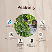 Load image into Gallery viewer, PEABERRY「愛麗絲莊園」宏都拉斯-Santiago Puringla -2023 年- Peaberry 圓豆 水洗
