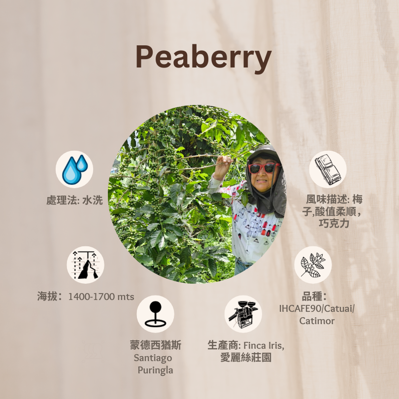 PEABERRY「愛麗絲莊園」宏都拉斯-Santiago Puringla -2023 年- Peaberry 圓豆 水洗