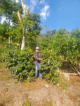 Load image into Gallery viewer, 64-San Jose Natural「Finca Holanda and Finca Marvin 莊園」宏都拉斯-San Jose, La Paz  -2024 年- IH90 日曬 ----未稅價
